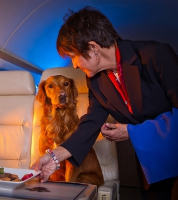 Sit n’ Stay Global Featured on Posh Pets: Lifestyles of the Rich and Furry